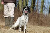 SETTER ANGLAIS 093